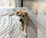 Small #1 Labrador Retriever Mix