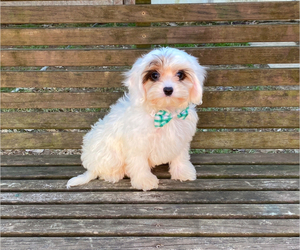 Cavapoo Puppy for sale in CAMPBELLSVILLE, KY, USA