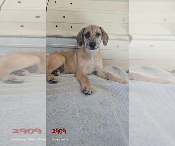 Medium Photo #1 Catahoula Leopard Dog-Labrador Retriever Mix Puppy For Sale in Foristell, MO, USA
