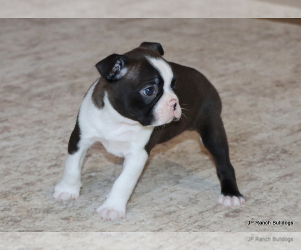 Medium Photo #3 Boston Terrier Puppy For Sale in WINNSBORO, TX, USA