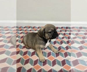French Bulldog Puppy for sale in CHARLESTON, SC, USA