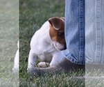 Small Photo #9 Jack Russell Terrier Puppy For Sale in APPLE GROVE, WV, USA