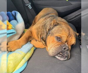Bulldog-Unknown Mix Dogs for adoption in San Antonio, TX, USA