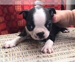 Puppy Willy Boston Terrier