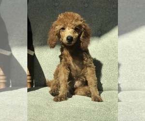 Poodle (Toy) Puppy for sale in WILLOW SPRINGS, MO, USA