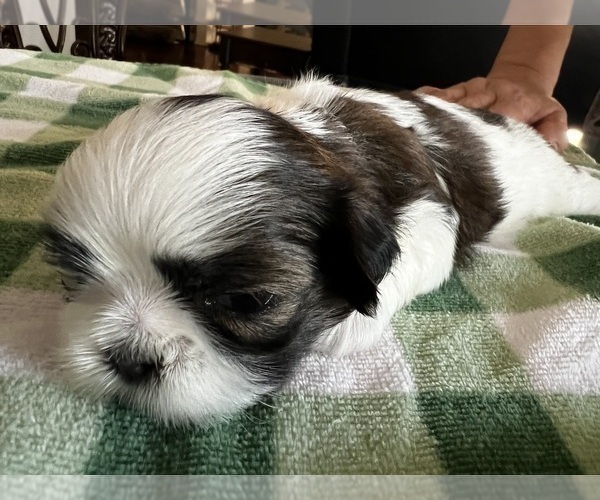 Medium Photo #3 Shih Tzu Puppy For Sale in MOORESVILLE, NC, USA