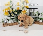 Small Photo #4 Labrador Retriever Puppy For Sale in COLLEGE STA, TX, USA