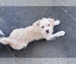 Small #1 Mutt