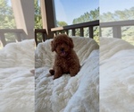 Small Photo #3 Goldendoodle (Miniature) Puppy For Sale in RANDOLPH, WI, USA