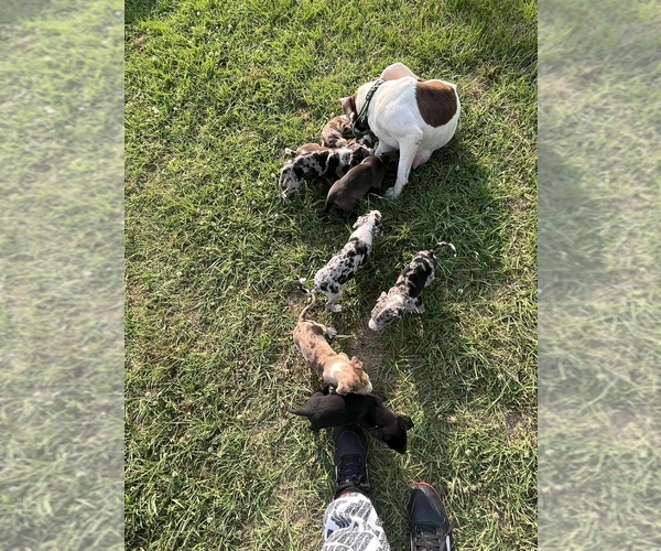 Medium Photo #1 American Pit Bull Terrier Puppy For Sale in ALBERTVILLE, AL, USA