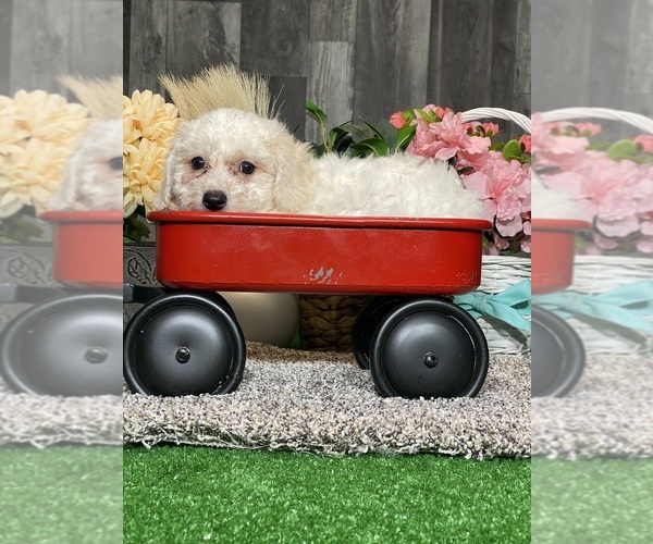 Medium Photo #3 Bichon Frise Puppy For Sale in CANOGA, NY, USA