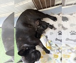 Small #7 French Bulldog