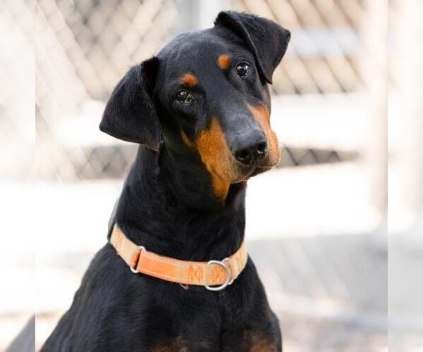 Medium Photo #3 Doberman Pinscher Puppy For Sale in Camarillo, CA, USA