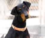 Small #2 Doberman Pinscher