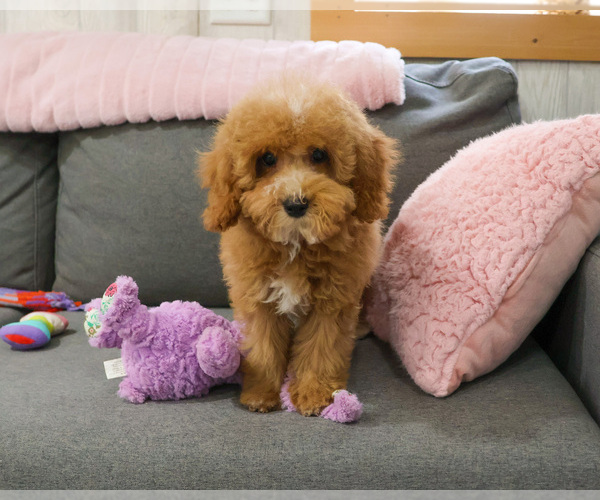 Medium Photo #1 Cavapoo (Miniature) Puppy For Sale in SYRACUSE, IN, USA