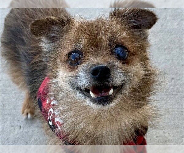 Medium Photo #3  Puppy For Sale in , 