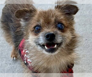 Chihuahua-Unknown Mix Dogs for adoption in Pueblo, CO, USA
