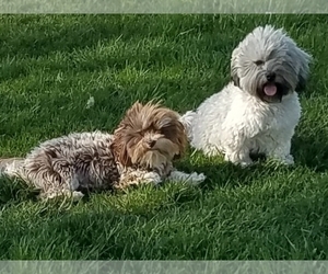 Father of the Havanese puppies born on 05/11/2019