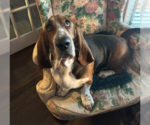 Small Basset Hound