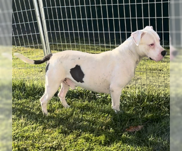 Medium Photo #5 American Bulldog-Unknown Mix Puppy For Sale in Sistersville, WV, USA