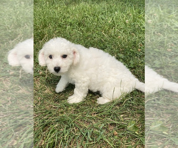 Medium Photo #3 Bichon Frise Puppy For Sale in CANOGA, NY, USA