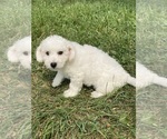 Small #2 Bichon Frise