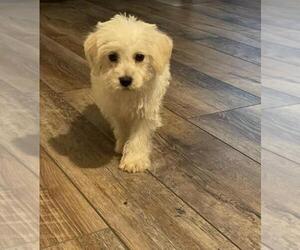 Schnoodle (Miniature) Puppy for Sale in EL CAMPO, Texas USA