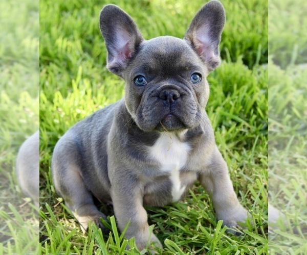 Medium Photo #1 French Bulldog Puppy For Sale in MEDFORD, OR, USA