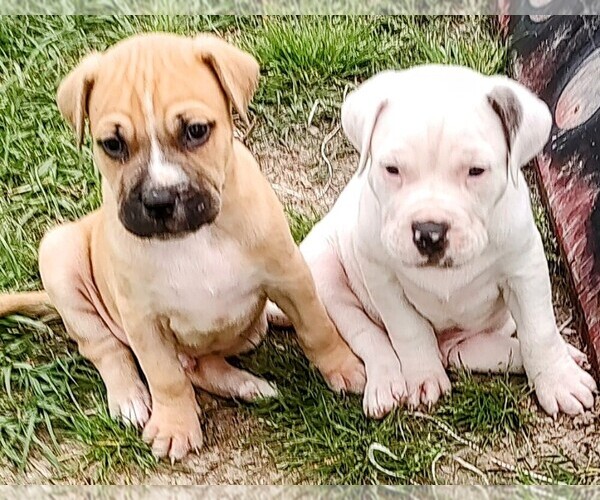 Medium Photo #8 American Bandogge Puppy For Sale in TOMBALL, TX, USA