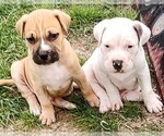 Small Photo #8 American Bandogge Puppy For Sale in TOMBALL, TX, USA