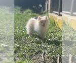 Small Photo #4 Pomeranian Puppy For Sale in WOODSTOCK, IL, USA