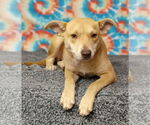 Small #2 Mutt