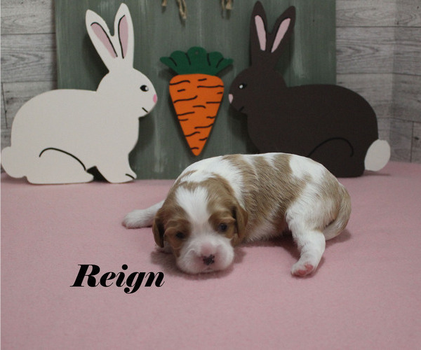 Medium Photo #3 Cavalier King Charles Spaniel Puppy For Sale in CHANUTE, KS, USA