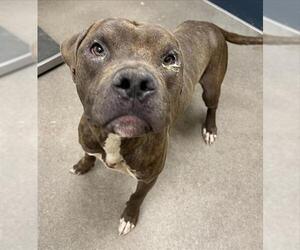 Mutt Dogs for adoption in HESPERIA, CA, USA