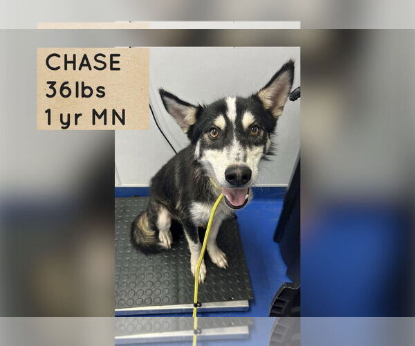 Medium Photo #1 - Mix Puppy For Sale in Woodbury, NY, USA