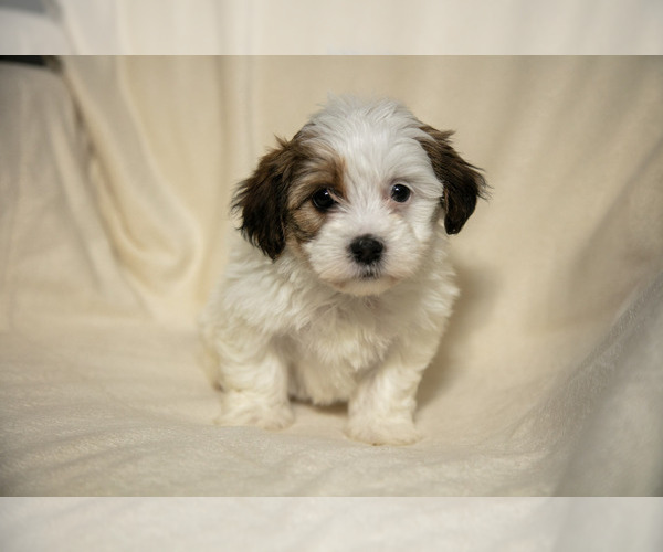 Medium Photo #2 Poovanese Puppy For Sale in GORDONVILLE, PA, USA
