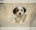 Small Photo #2 Poovanese Puppy For Sale in GORDONVILLE, PA, USA