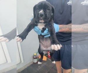 Cane Corso Puppy for sale in WEST PALM BCH, FL, USA