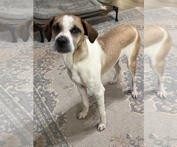 Medium Photo #2 Mutt Puppy For Sale in Ball Ground, GA, USA