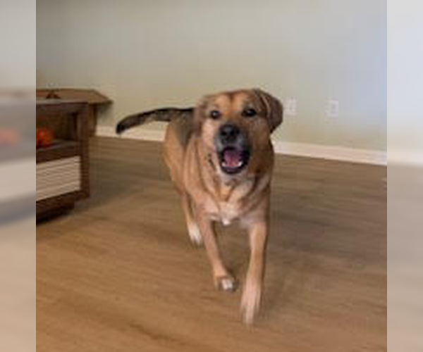 Medium Photo #4 Labrador Retriever-Unknown Mix Puppy For Sale in Candler, NC, USA