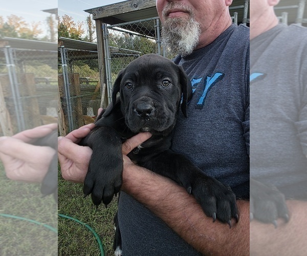 Medium Photo #1 Cane Corso Puppy For Sale in WALTERBORO, SC, USA