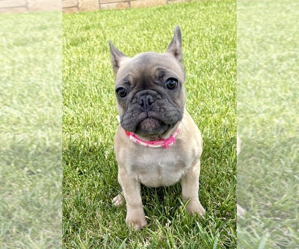 Medium Photo #20 French Bulldog Puppy For Sale in CANYON, TX, USA