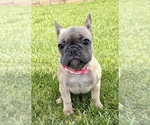 Small #2 French Bulldog