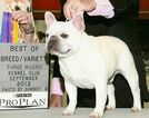 Small Photo #5 French Bulldog Puppy For Sale in WARSAW, IN, USA
