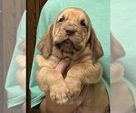 Red LM 8 - Male Bloodhound Puppy for Sale - Photo #3