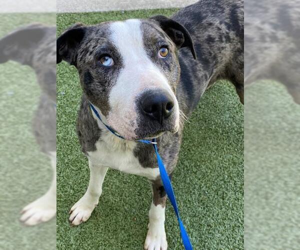 Medium Photo #2 Catahoula Leopard Dog-Unknown Mix Puppy For Sale in Fayetteville, NC, USA