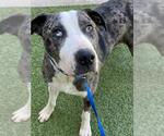 Small #1 Catahoula Leopard Dog Mix