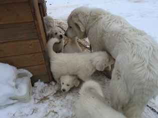Mother of the Great Pyrenees puppies born on 11/22/2018