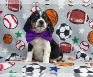 Beagle Puppy for sale in LAKELAND, FL, USA