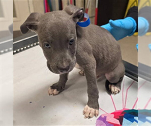 Medium Photo #1 Mutt Puppy For Sale in Riverside, CA, USA